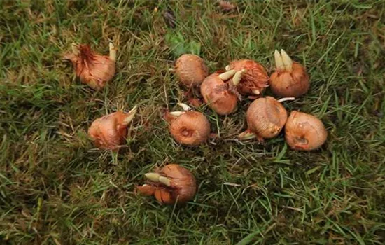 Herbst-Krokus einpflanzen im Garten