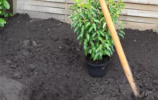 Portugiesische Kirschlorbeer - Einpflanzen im Garten