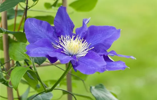 Clematis – die robuste Kletterpflanze im Garten