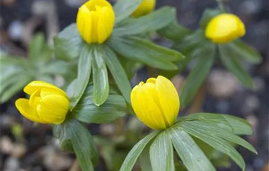 Winterlinge – erste Farbtupfer im winterlichen Garten