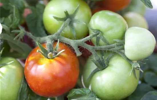 Tomaten nachreifen lassen