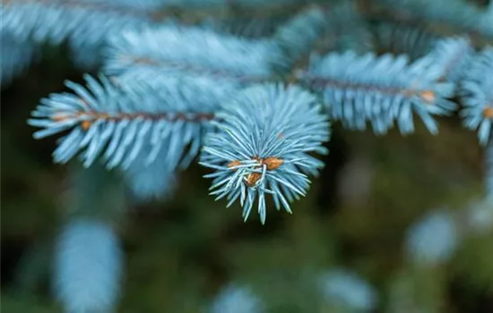 Gartengestaltung mit Nadelgehölzen – Ein immergrüner Garten