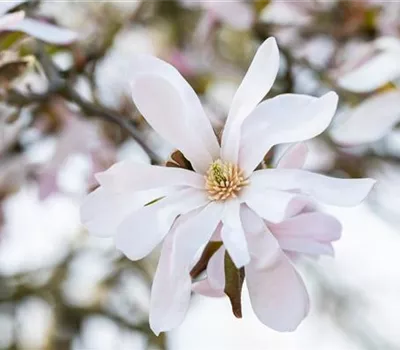 Frühblühende Gehölze zum Start ins neue Gartenjahr Frühblühende Gehölze zum Start ins neue Gartenjahr