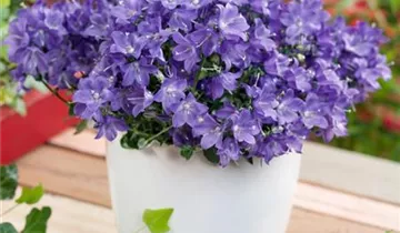 Zum Vergrößern klicken Bildvorschau