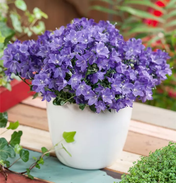 Löffelkraut-Glockenblume 'Aurora Line' Löffelkraut-Glockenblume 'Aurora Line'