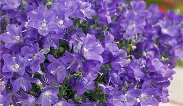 Zum Vergrößern klicken Bildvorschau