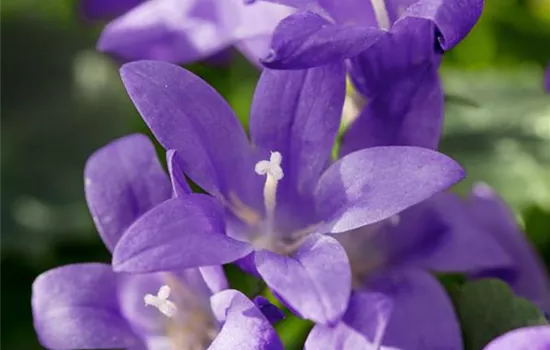 Glockenblume 'Blue Planet' Glockenblume 'Blue Planet'