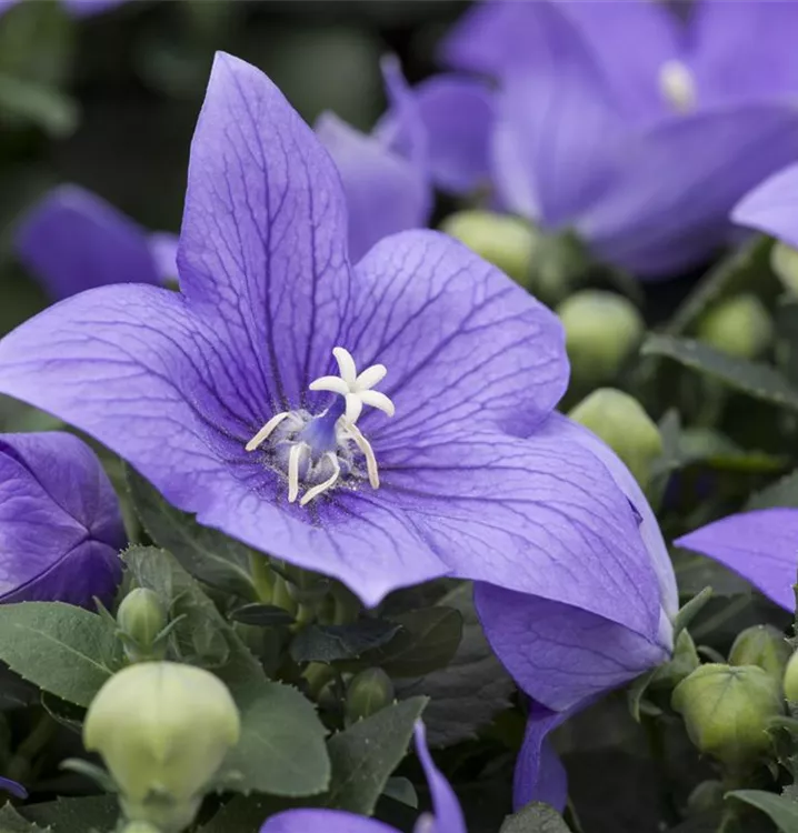 Großblütige Ballonblume