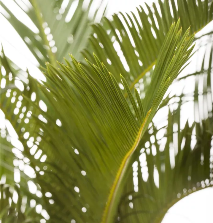 Palmfarn
