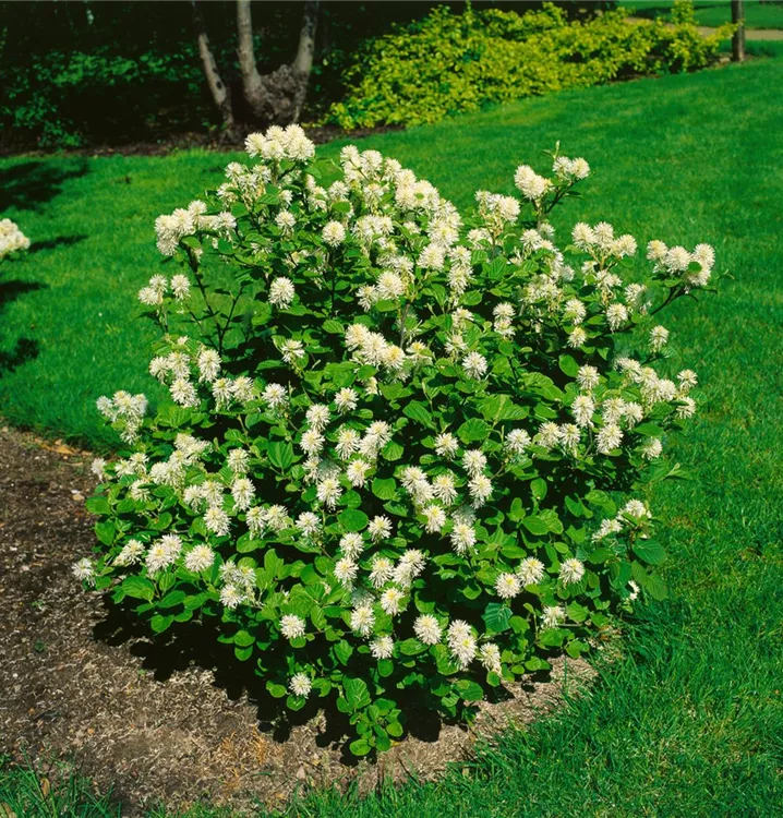 Großer Federbuschstrauch