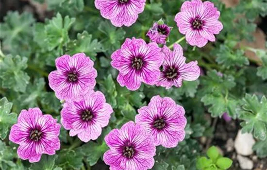 Aschgrauer Storchschnabel Aschgrauer Storchschnabel