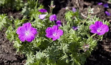 Zum Vergrößern klicken Bildvorschau