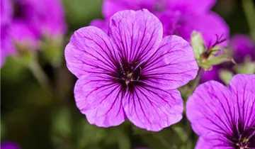 Zum Vergrößern klicken Bildvorschau