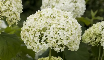 Zum Vergrößern klicken Bildvorschau