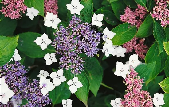 Rauhe Hortensie Rauhe Hortensie