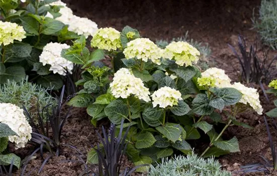 Hortensie 'Endless Summer'® Collection Hortensie 'Endless Summer'® Collection