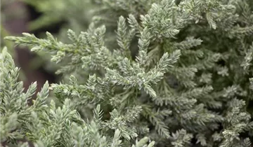 Zum Vergrößern klicken Bildvorschau