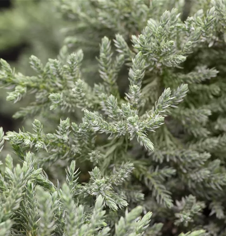 Chinesischer Berg-Wacholder Chinesischer Berg-Wacholder