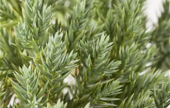 Blauer Zwerg-Wacholder 'Blue Star' Blauer Zwerg-Wacholder 'Blue Star'