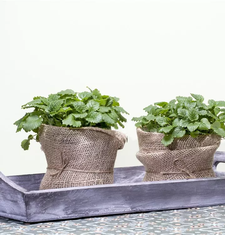 Zitronenmelisse 'Relax'