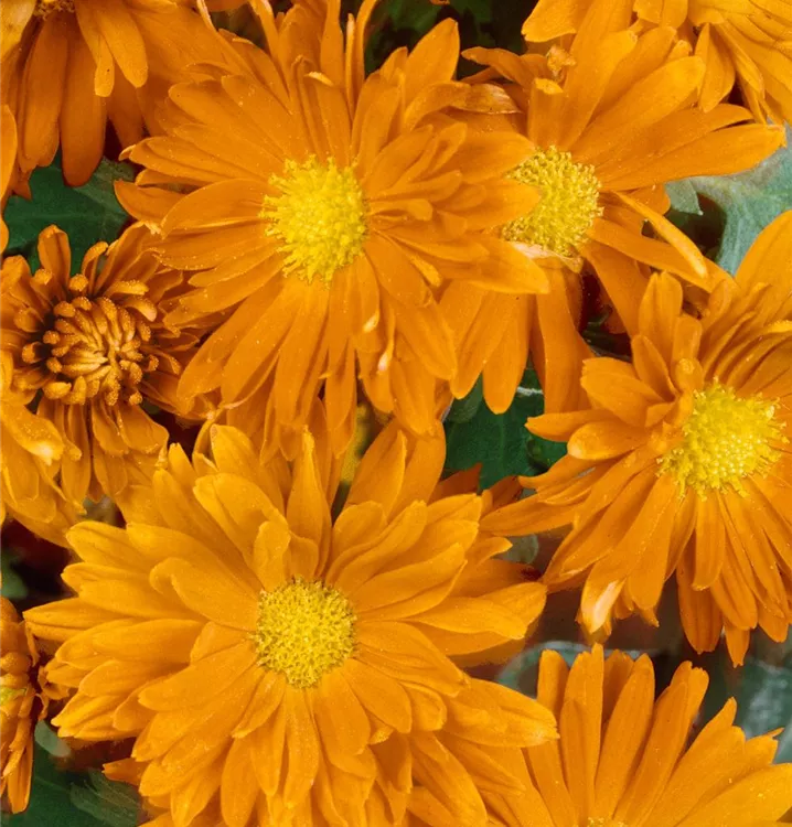 Garten-Winteraster