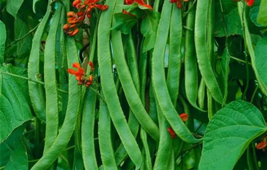 Prunk-Bohne Prunk-Bohne