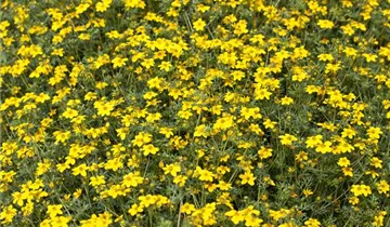 Zum Vergrößern klicken Bildvorschau