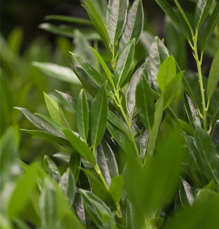 Lorbeerkirsche 'Otto Luyken'