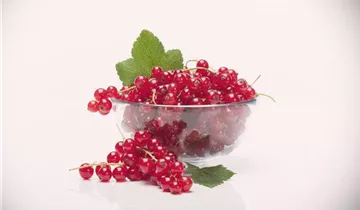 Zum Vergrößern klicken Bildvorschau