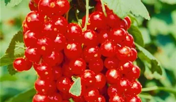 Zum Vergrößern klicken Bildvorschau