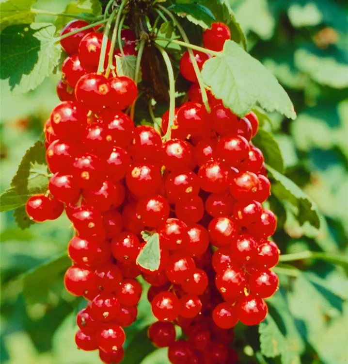 Johannisbeere 'Rolan' Johannisbeere 'Rolan'