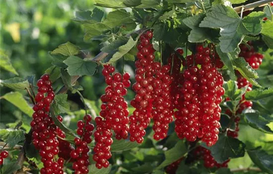 Johannisbeere 'Rovada' Johannisbeere 'Rovada'