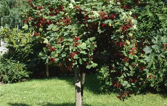 Johannisbeere 'Rovada', Stamm Johannisbeere 'Rovada', Stamm