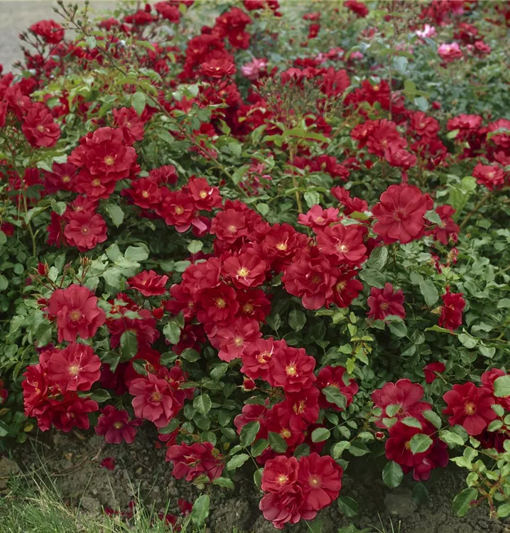 Bodendeckerrose 'Dark Red'