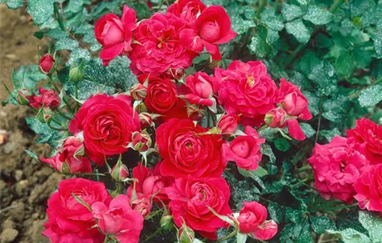 Floribunda Rose 'Prince Palace'®