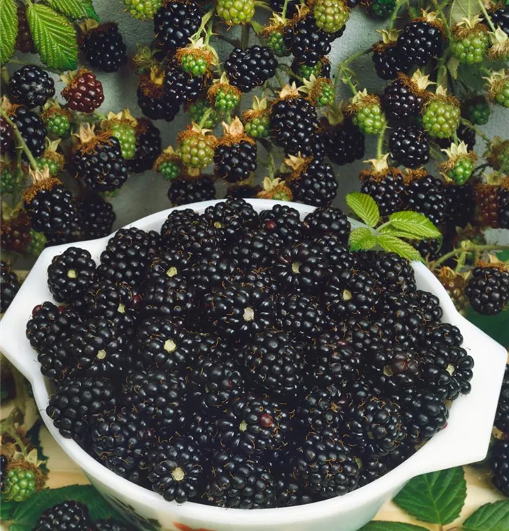 Brombeere 'Thornless'